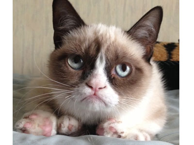 บล็อก-Grumpy Cat เหมียวหน้าบูด - Nutcha | Thaipoem